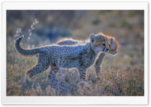 Cute Cheetah Cubs