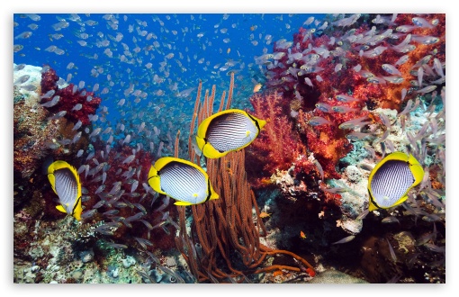Download Coral Reef And Tropical Fish UltraHD Wallpaper