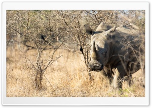 Rhino Animal