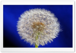 Dandelion Seeds Macro, Blue...