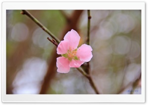 Vietnams Peach blossom