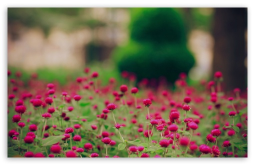 Download Red Flowers Field UltraHD Wallpaper