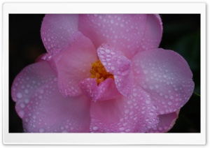 Pink Camellia Flower, Water...