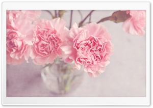 Light Pink Carnations Flowers...