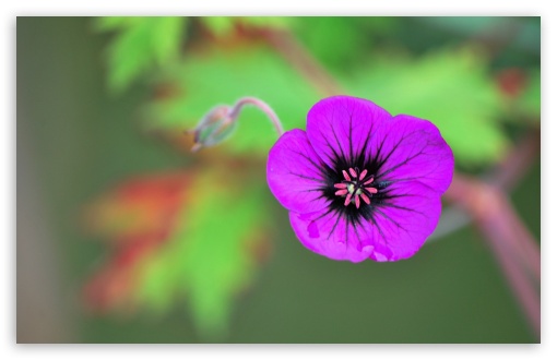 Download Purple Flower and Friend UltraHD Wallpaper