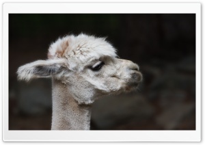 Alpaca Sheared