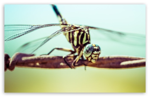 Download A Dragonfly UltraHD Wallpaper