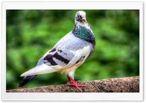 Pigeon Bird