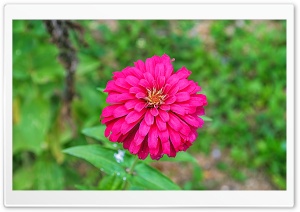 Pink Flower