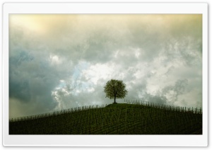Vineyard Tree