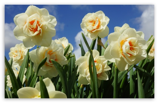 Download Spring Flowers UltraHD Wallpaper