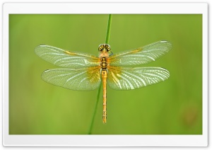 Yellow Dragonfly