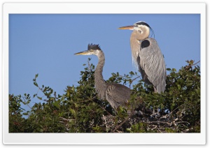 Great Blue Herons At Nest...