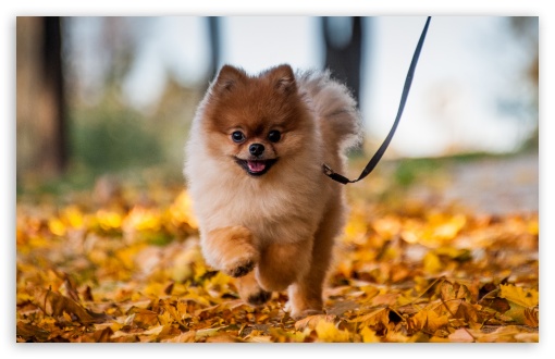 Download Cute Pomeranian Puppy enjoying a Fall Day UltraHD Wallpaper
