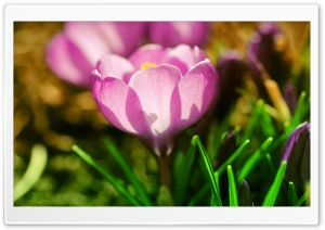 Pink Crocuses