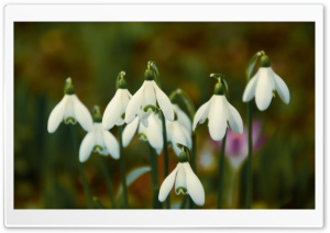 Spring Snowdrops