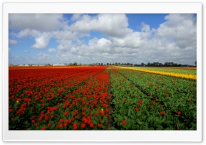 Vast Tulips Field
