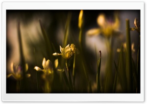 Withered Yellow Flowers