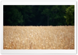 Wheat Field - Location Scouting