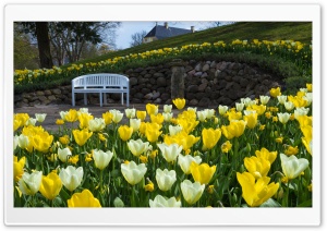 Yellow Tulips, Park, Spring