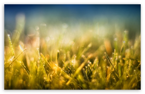Download Gold Grass and Blue Sky UltraHD Wallpaper