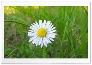 White Flower and Green Grass
