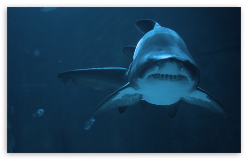 Download Fierce Shark UltraHD Wallpaper