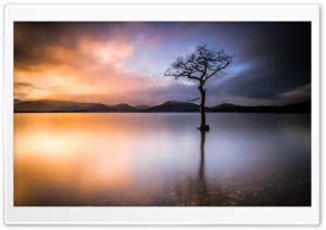 Beautiful Lone Tree, Lake,...