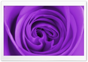 Purple Rose Macro