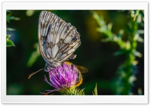 Butterfly On A Thistle Flower