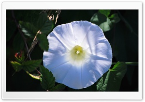 Big White Flower