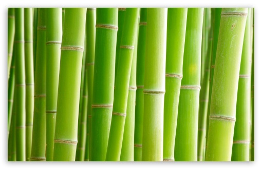 Download Bamboo, Green UltraHD Wallpaper