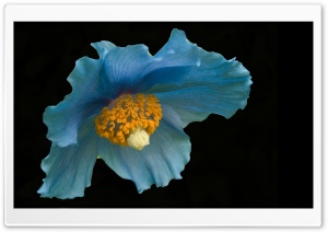 Blue Flower, Macro
