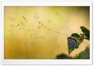 Brown and Blue Butterfly