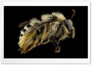 Fluffy Bee