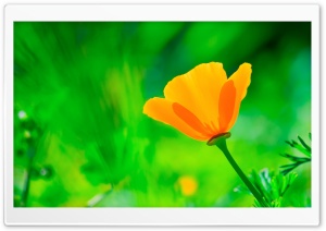 California Poppy, Green...