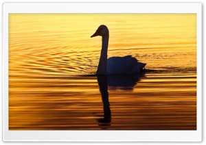 Swan in the Morning Light