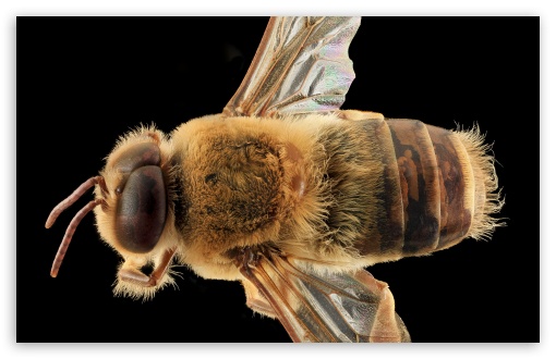 Download Western Honey Bee Macro, Apis Mellifera UltraHD