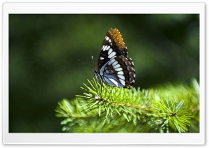 Butterfly On Fir Branch