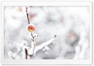 Frozen Apple, Winter
