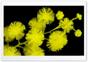 Acacia Baileyana Flowers