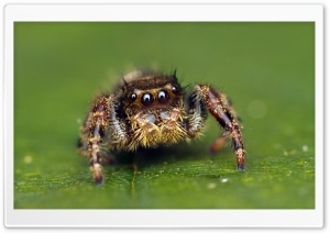 Jumping Spider Cute