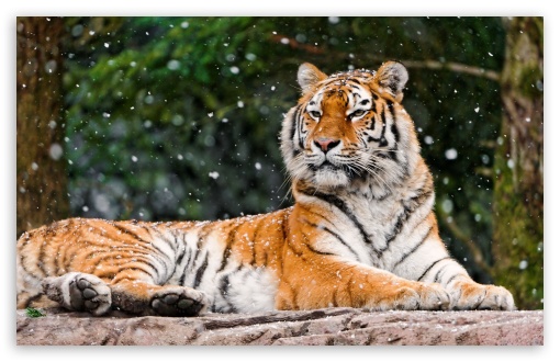 Download Siberian Tigress UltraHD Wallpaper
