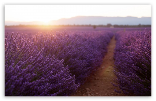 Download Golden Sunlight, Purple Flowers Field UltraHD Wallpaper