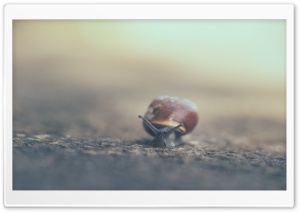 Snail Moving Slowly