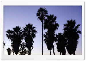 Palm Trees   Venice Beach,...