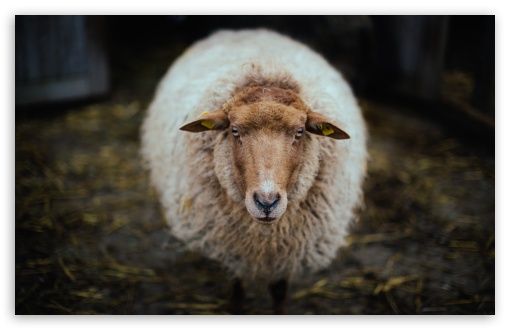 Download Sheep - Netherlands UltraHD Wallpaper