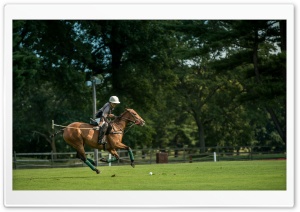 Polo at the Park