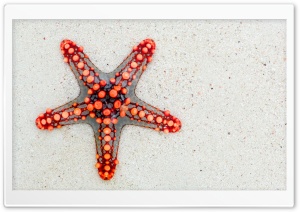 Red Starfish on Beach