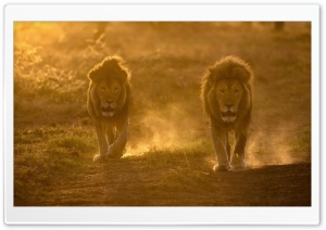 Two Male Lions Habitat